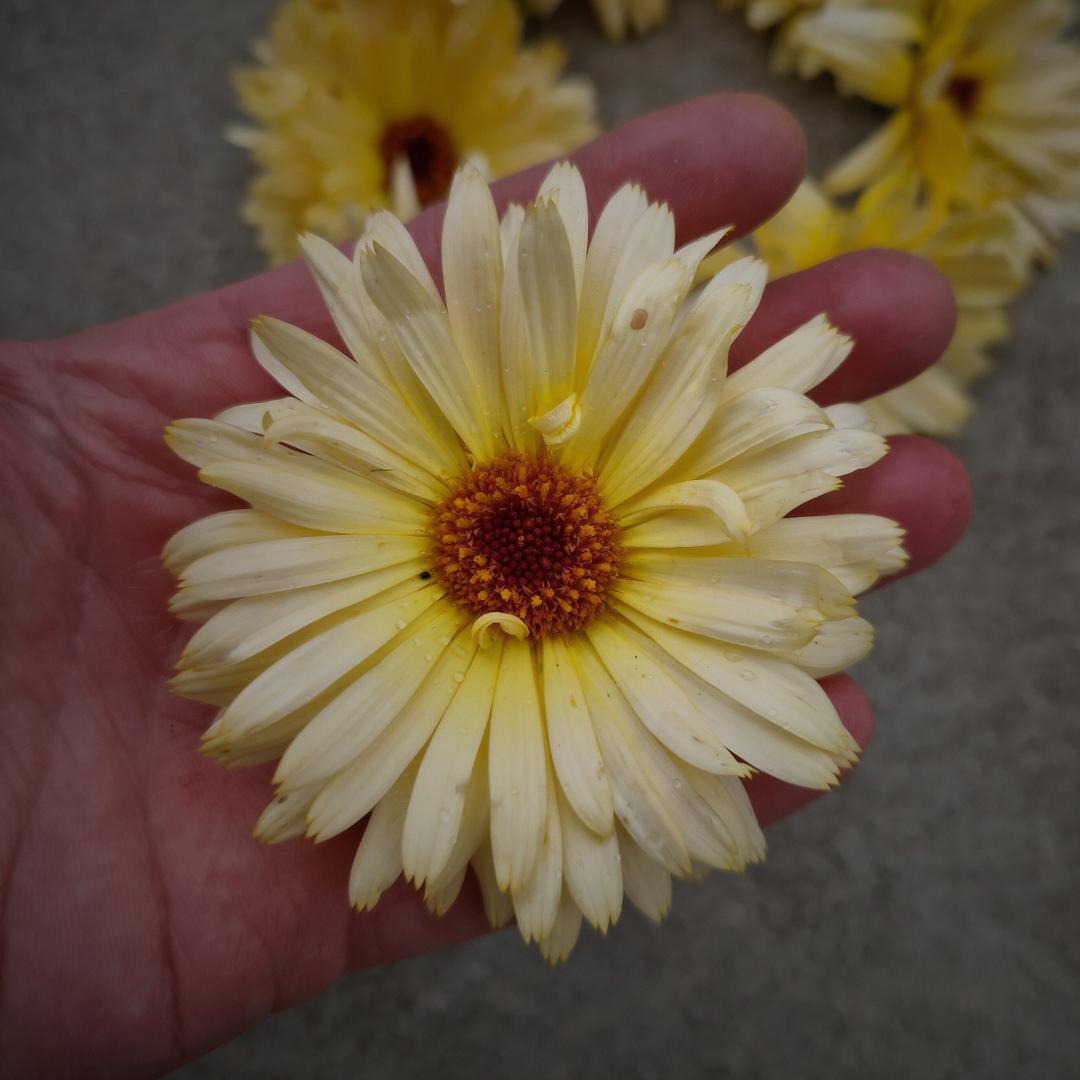 Ringblomma - Lemon Beauty - 3