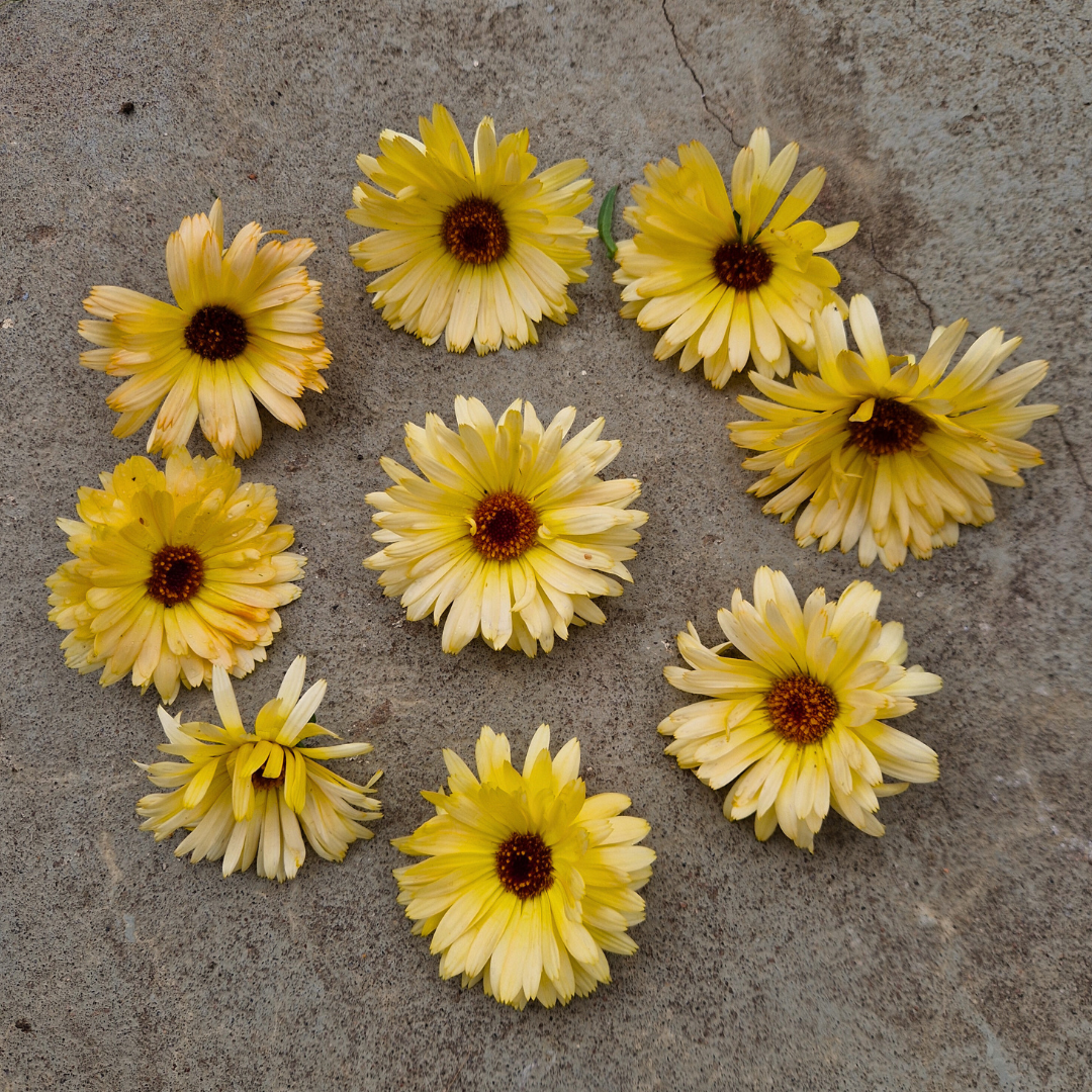 Ringblomma - Lemon Beauty