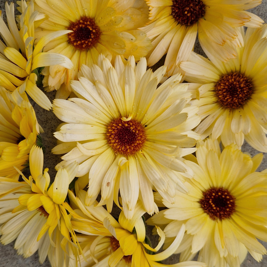 Ringblomma - Lemon Beauty