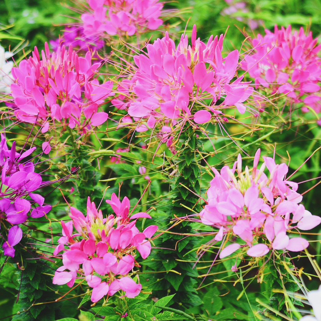 Paradisblomster - Rose Queen