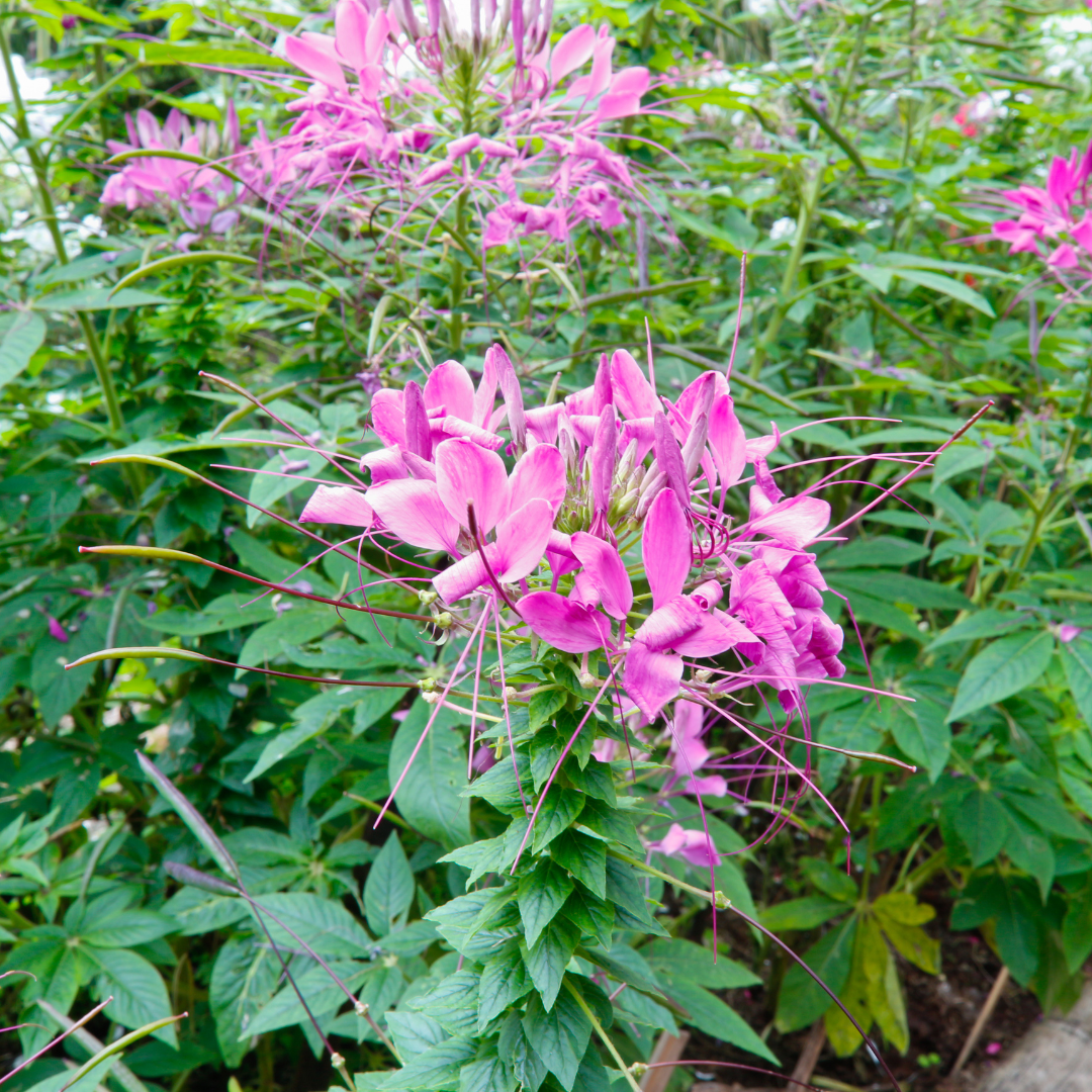 REA! Paradisblomster - Rose Queen - 4