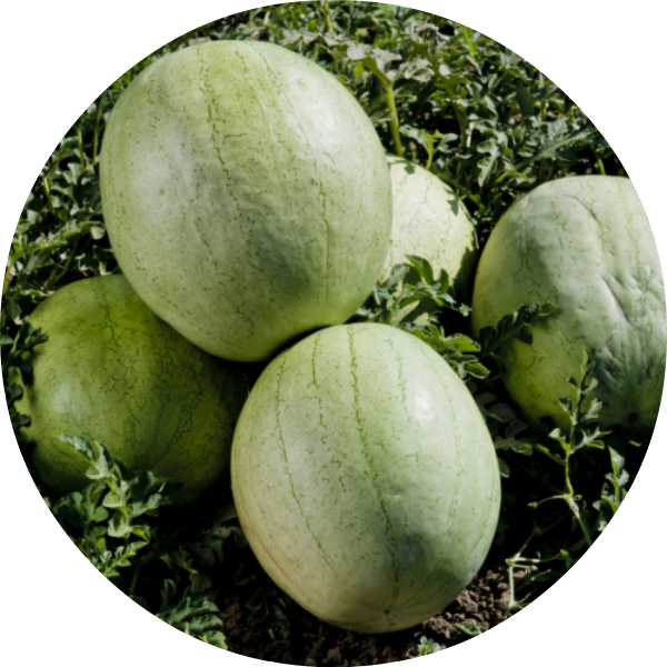 Vattenmelon - Greybelle