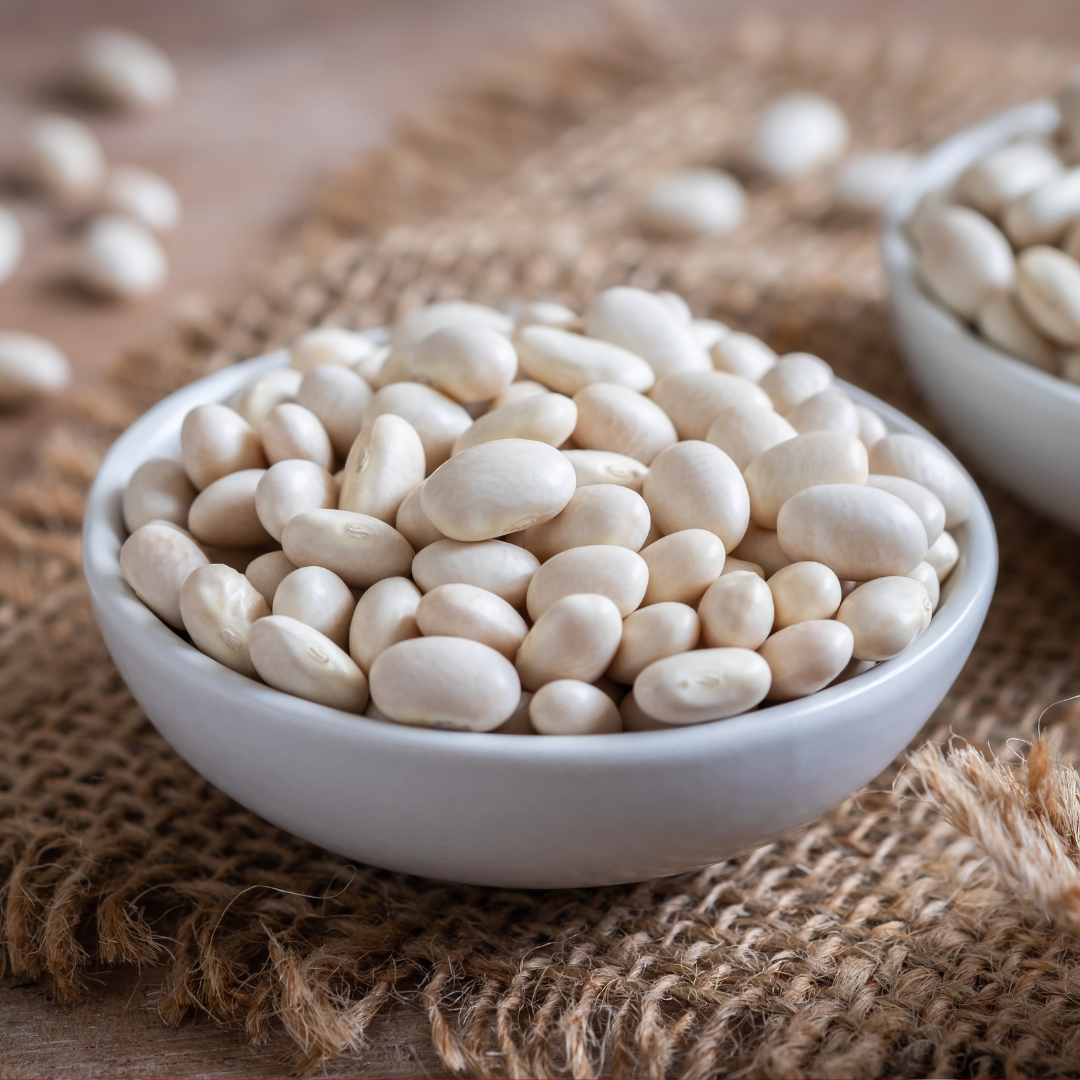 Dvärgstörböna - Coco Blanc Précoce