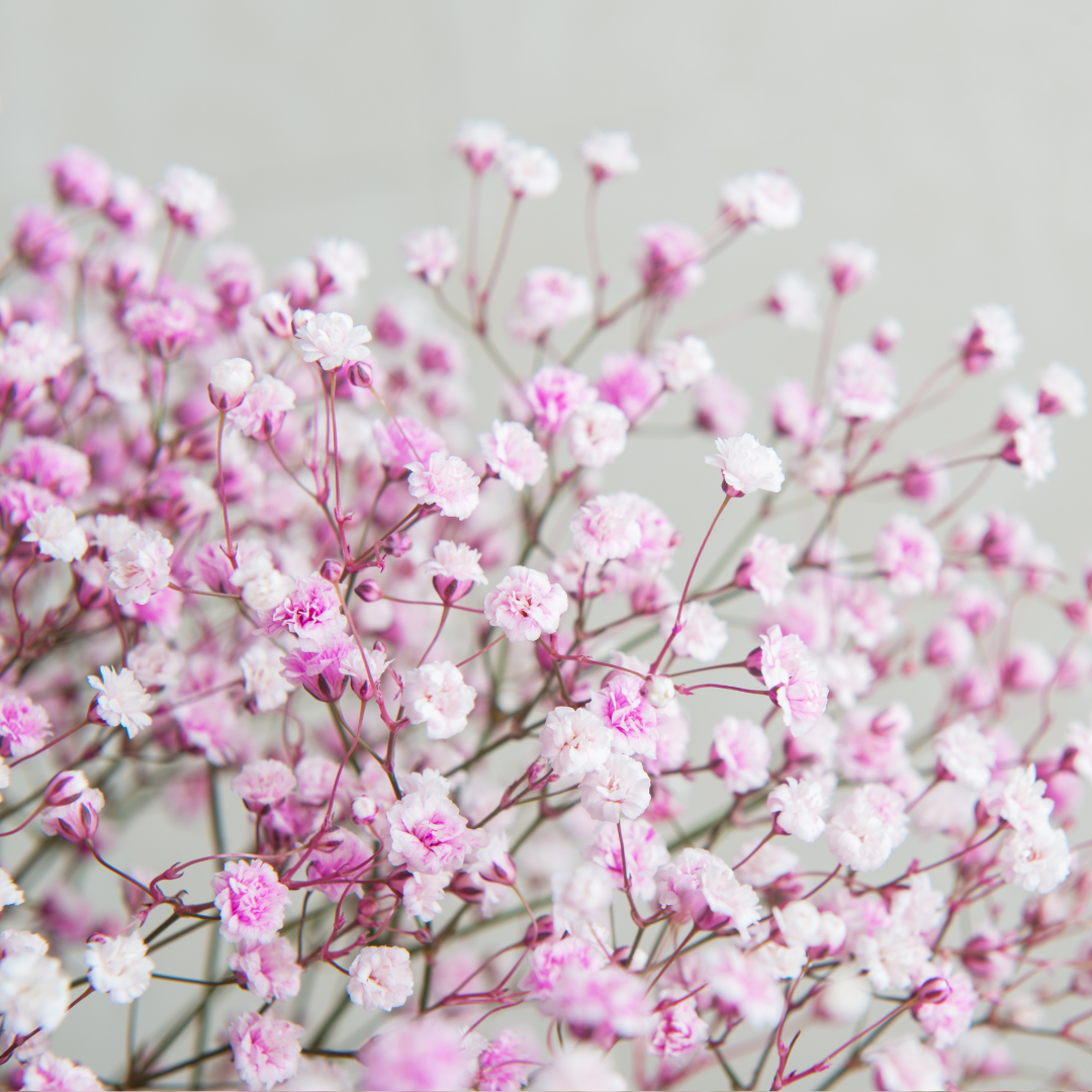 Sommarslöja - Rosea Light Pink