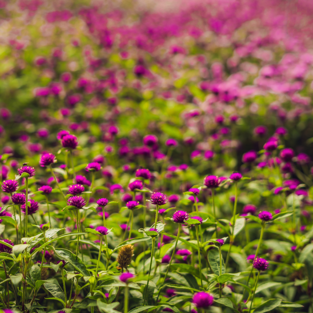 Klotamarant - Purple - Eternell