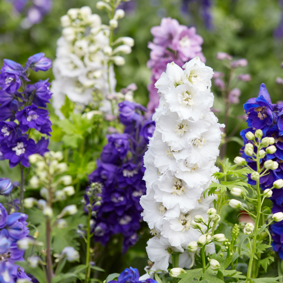 Romersk Riddarsporre - Giant Imperial Mix