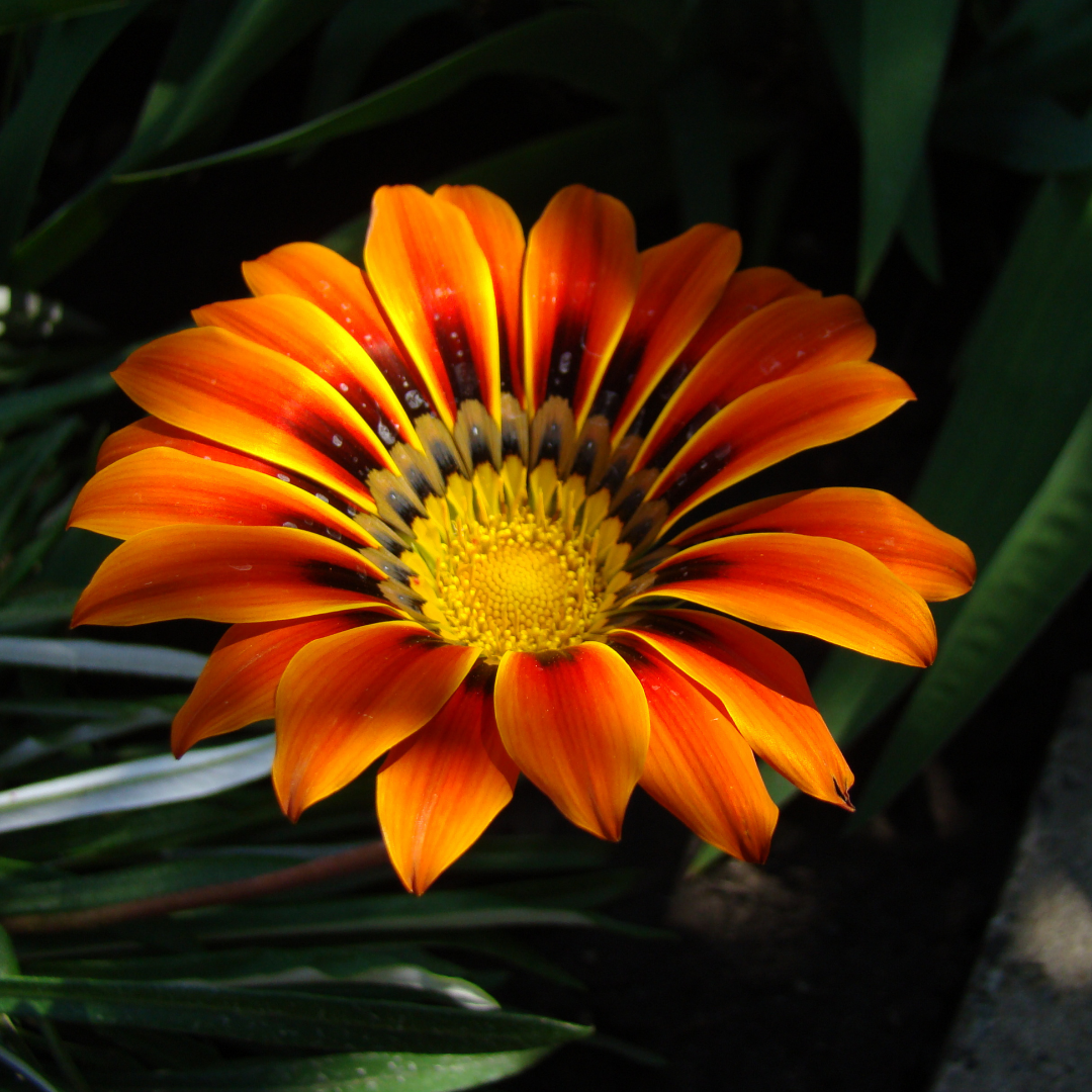 Påfågelsblomster - Sunshine Hybrids Mix