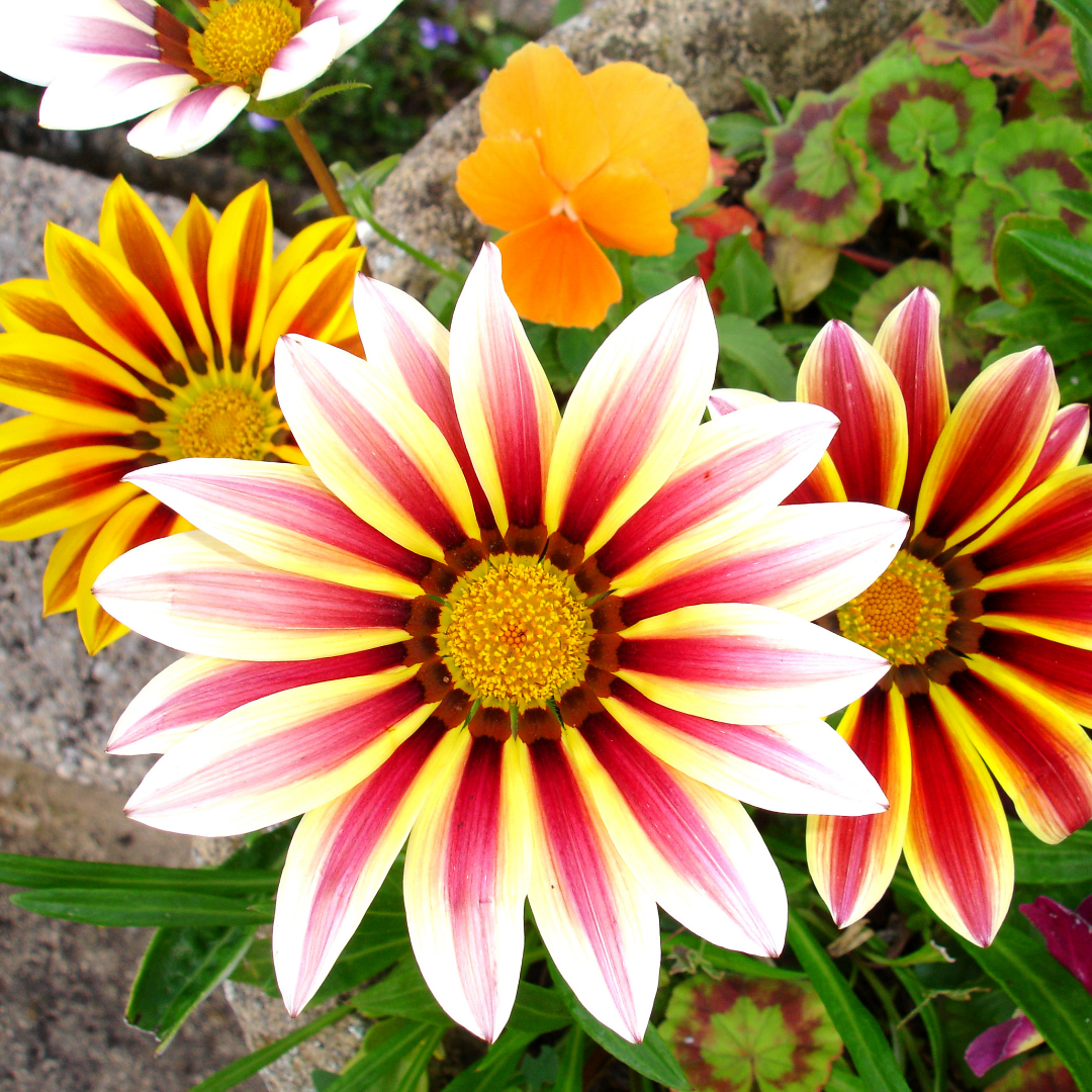 Påfågelsblomster - Sunshine Hybrids Mix - 3