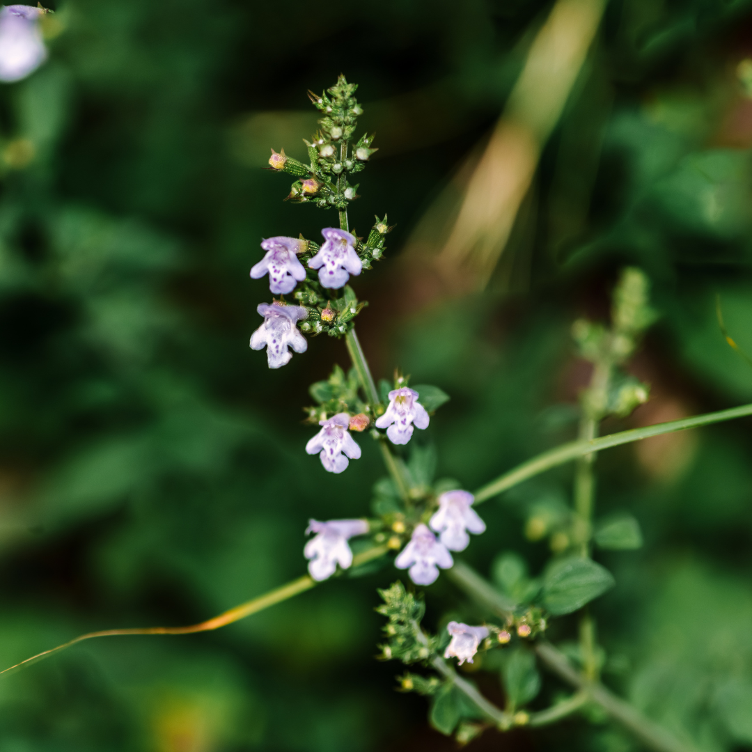 Stenkyndel - Light Blue