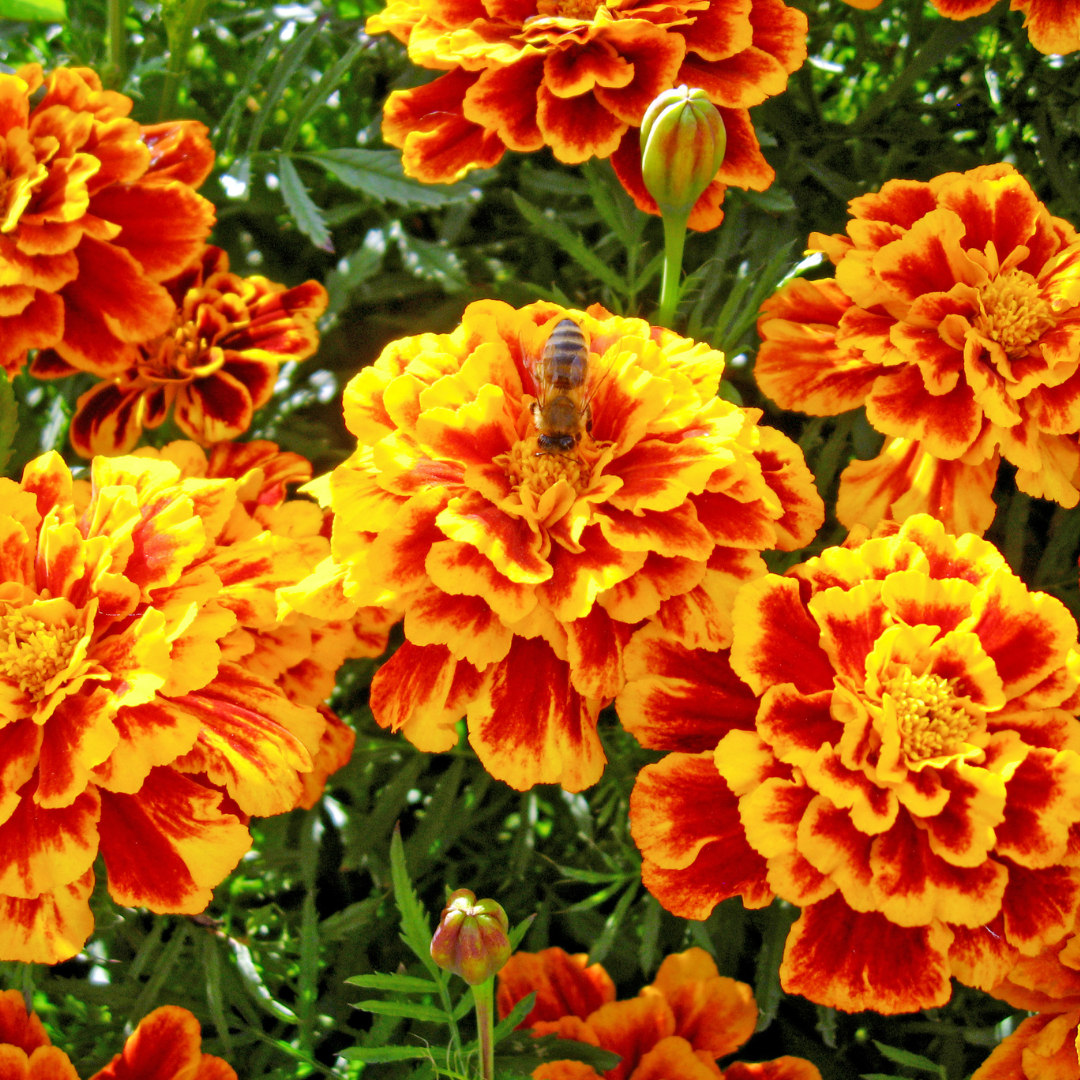 Sammetstagetes - Double Fiesta