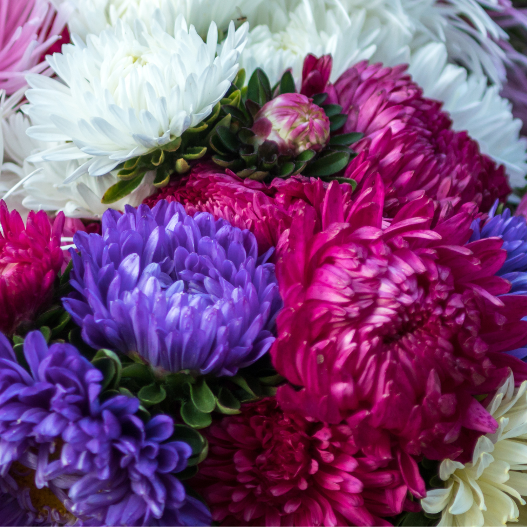 REA! Sommaraster  - Queen of the Market Mix
