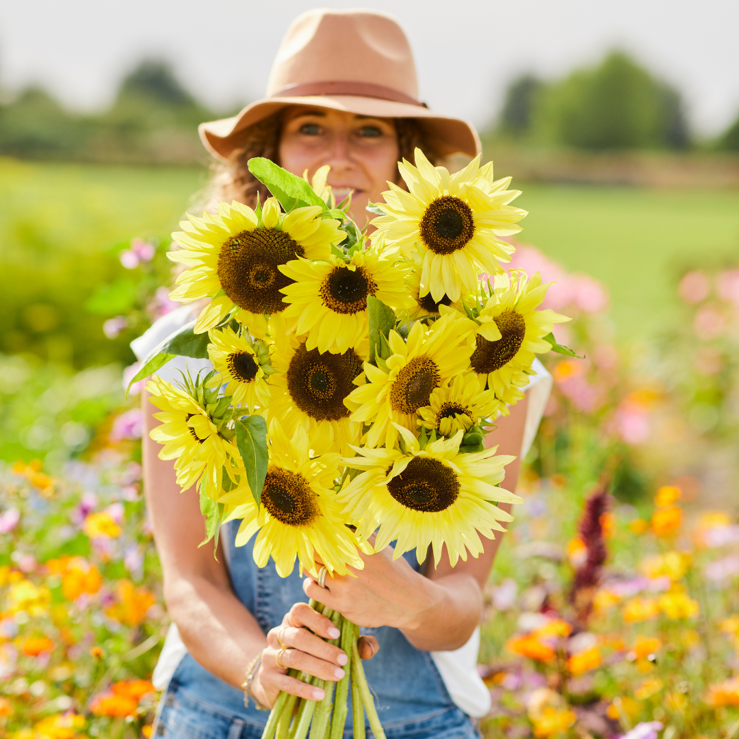 Solros - Lemon Queen