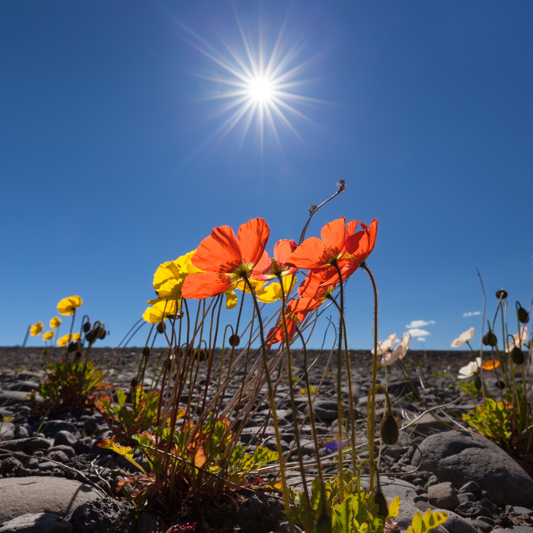 Sibirisk Vallmo - Isländsk Mix