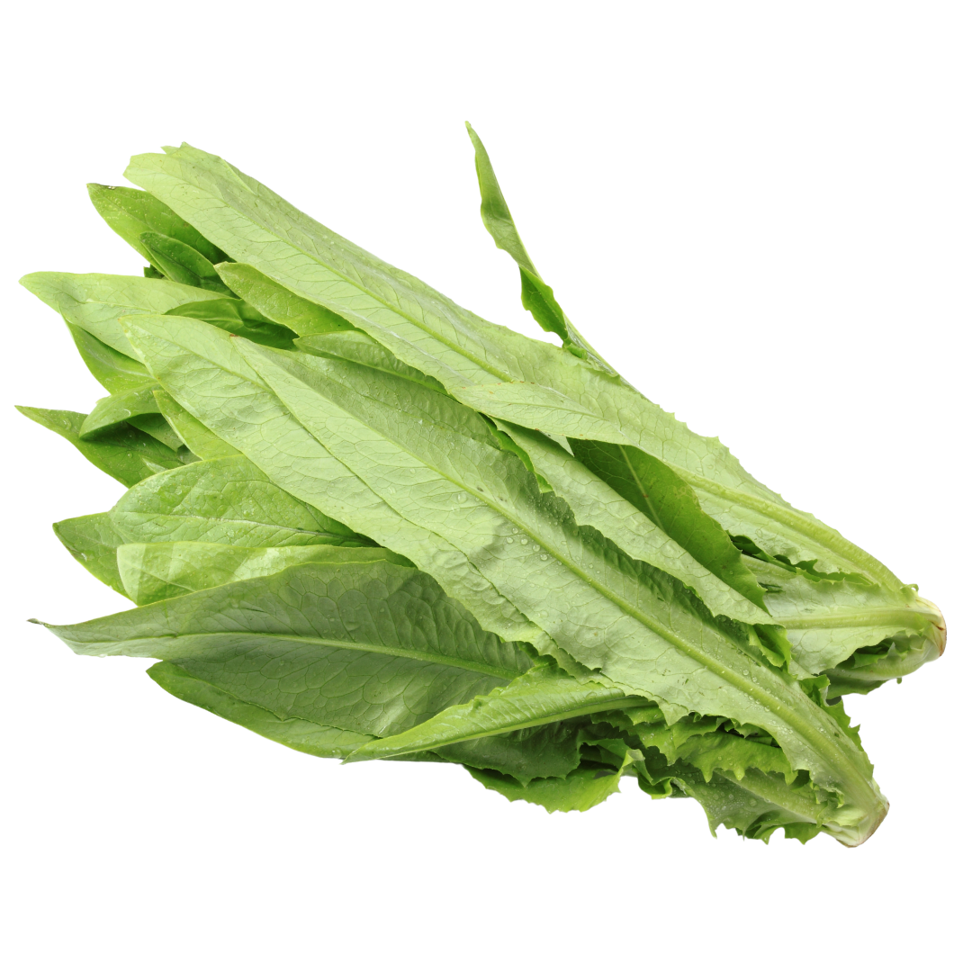Sparrissallad - Celtuce - Senyohacu - Kultursort