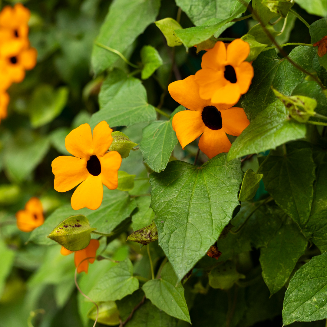 Svartöga - Black Eyed Susan