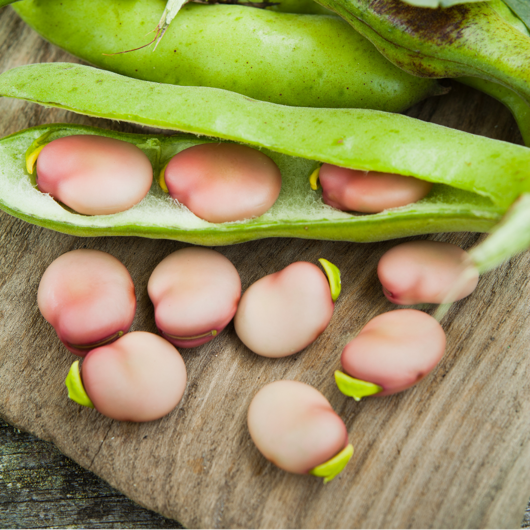 Bondböna - Rosa Karmazyn