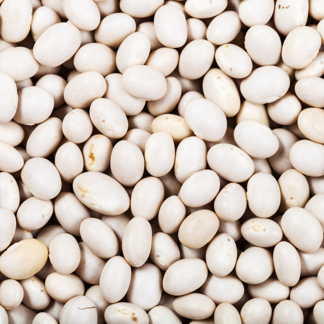 Buskböna - Coco Bianco