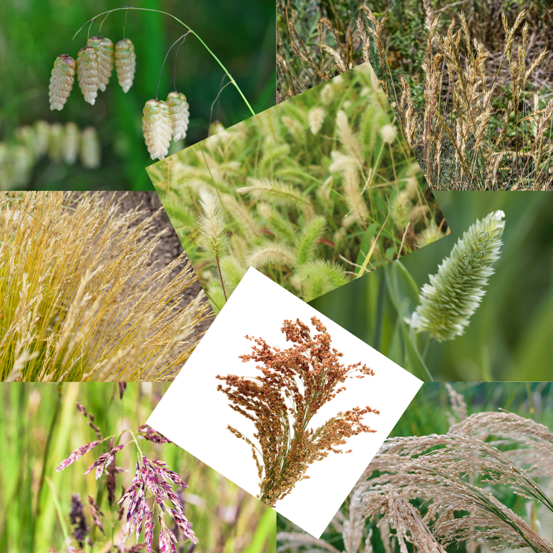 Blomstermix - Prydnadsgräs