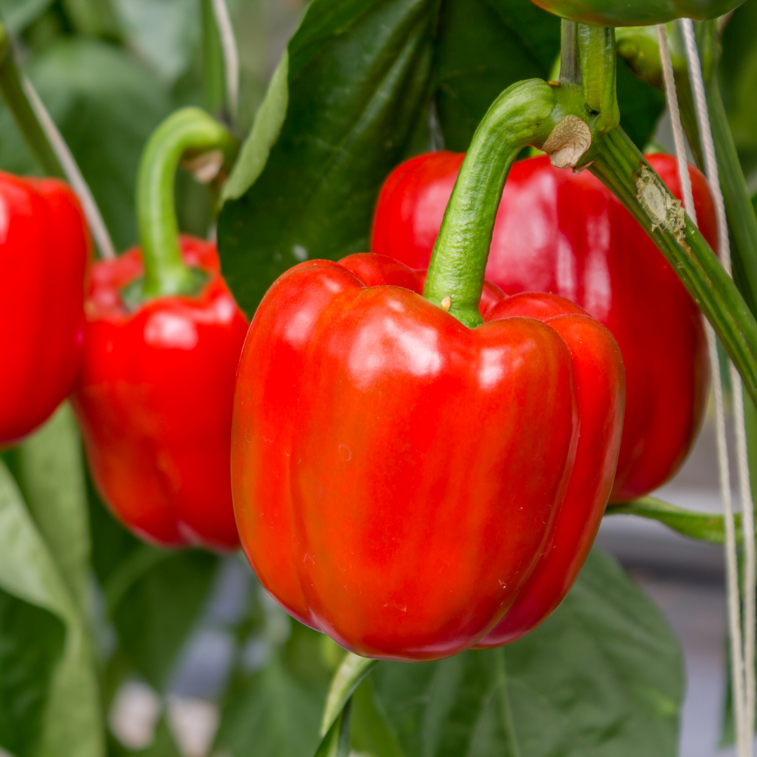 Paprika - Asti Red - Kultursort