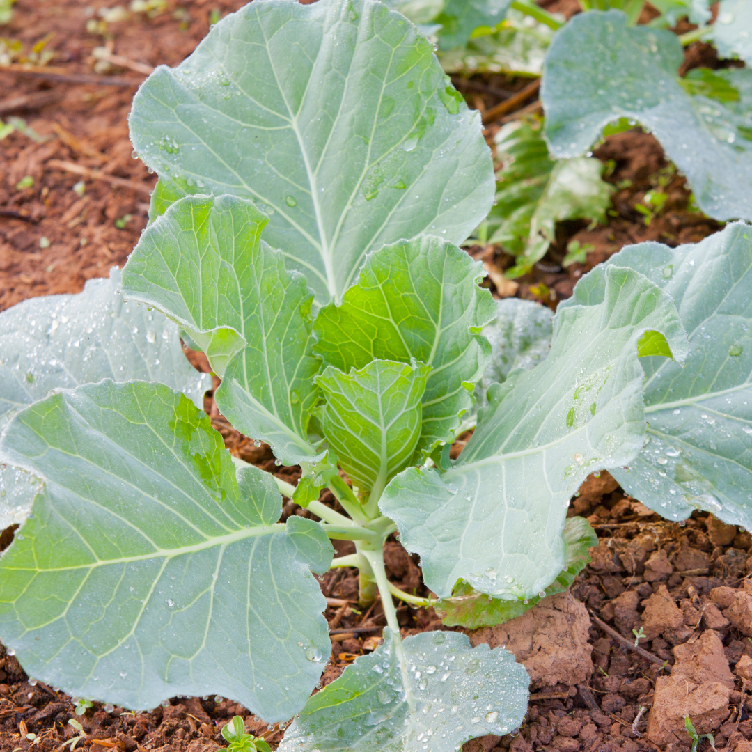 Bladkål - Portuguese - Tronchuda