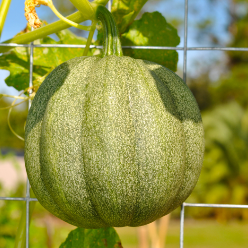 Squash - Tondo Chiaro Di Nizza - Kultursort