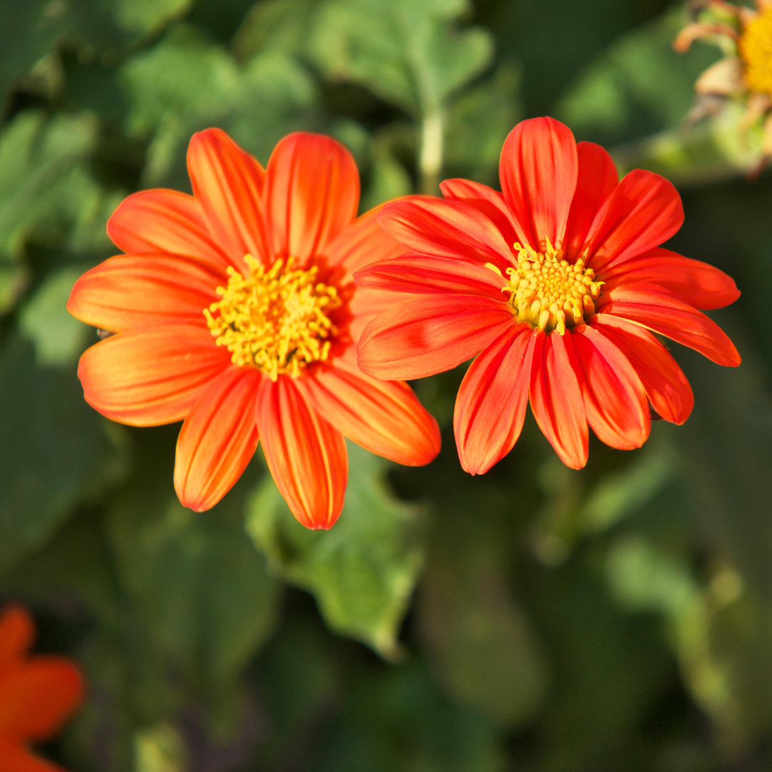 Inkakrage - Goldfinger