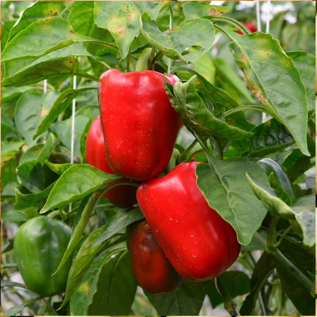 Ekologisk Paprika - Maor