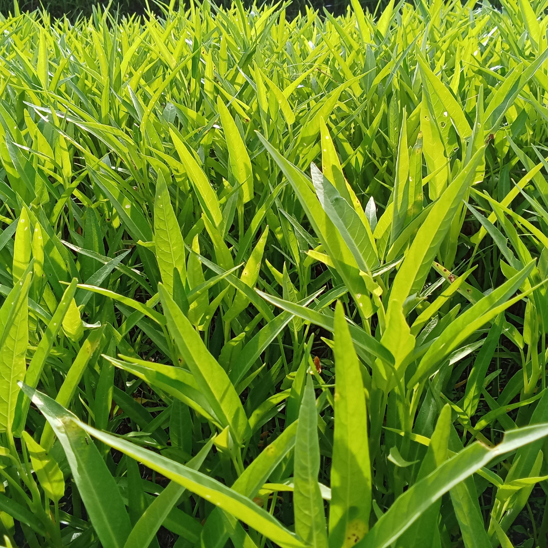 Sallatsipomea - Kinesisk Spenat - 5