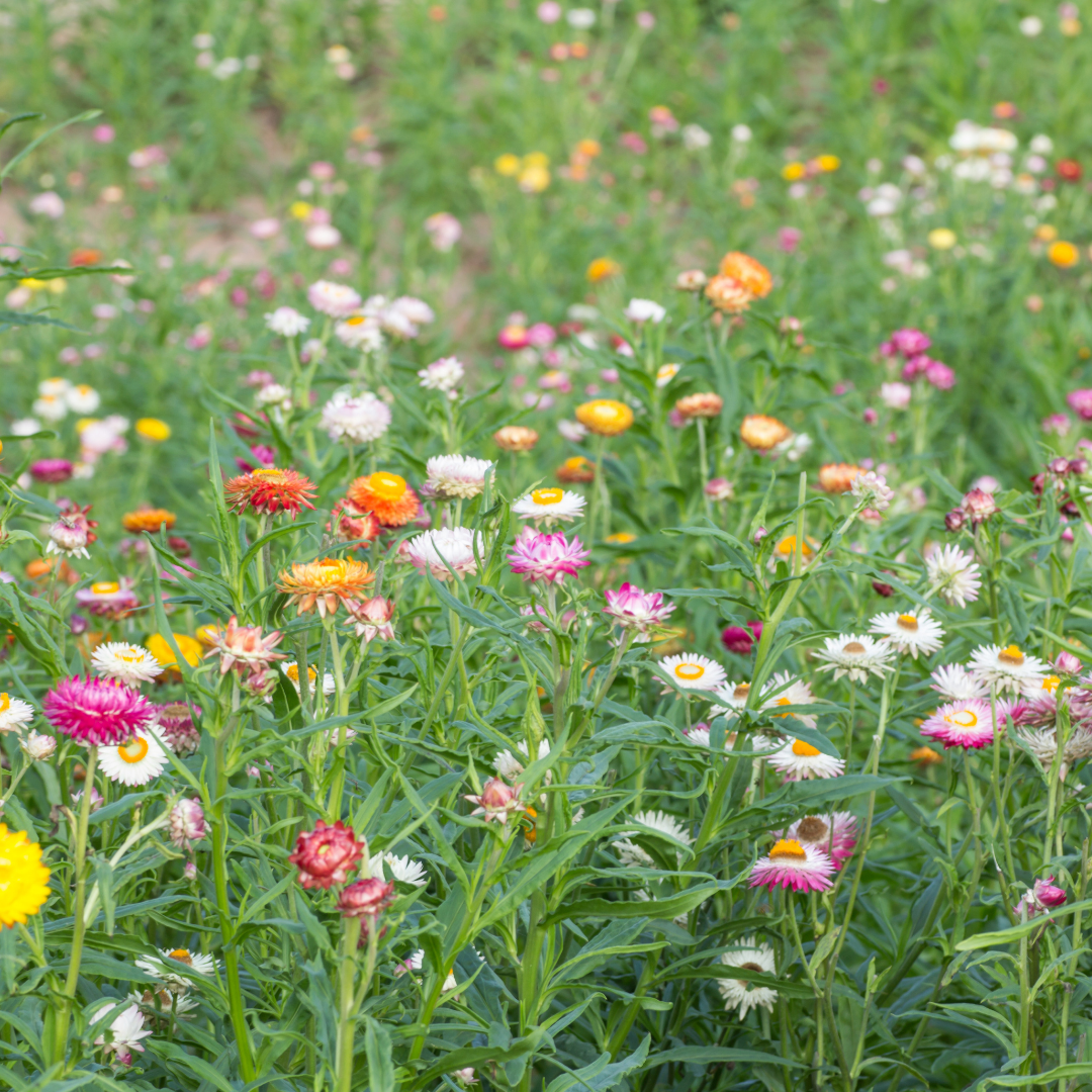 Jätteeternell - Swiss Giant Mix