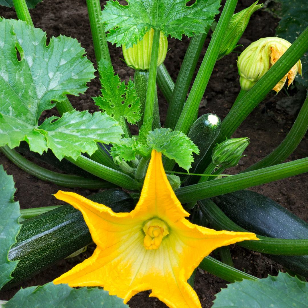 Ekologisk Squash - Black Beauty - Kultursort