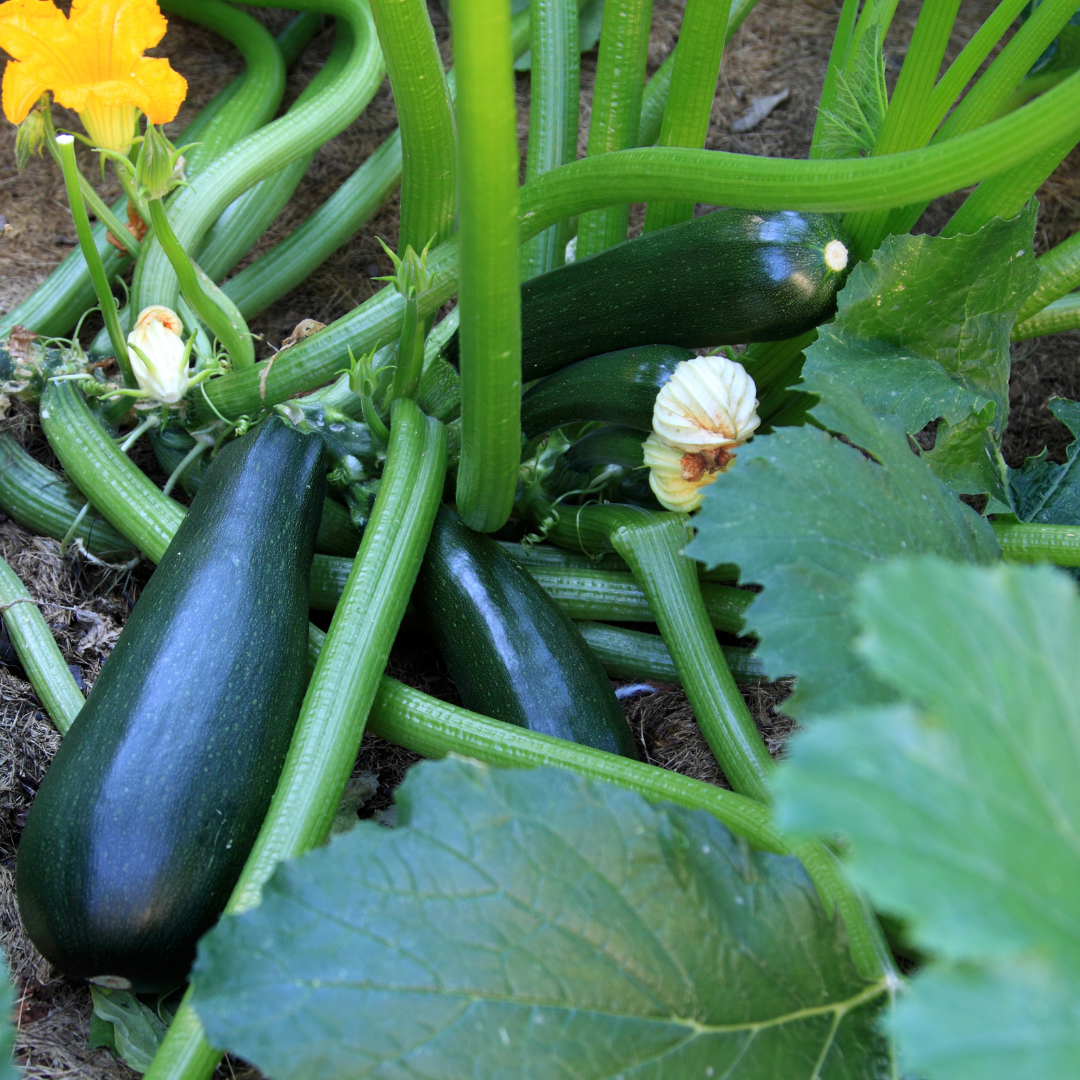 Ekologisk Squash - Black Beauty - Kultursort