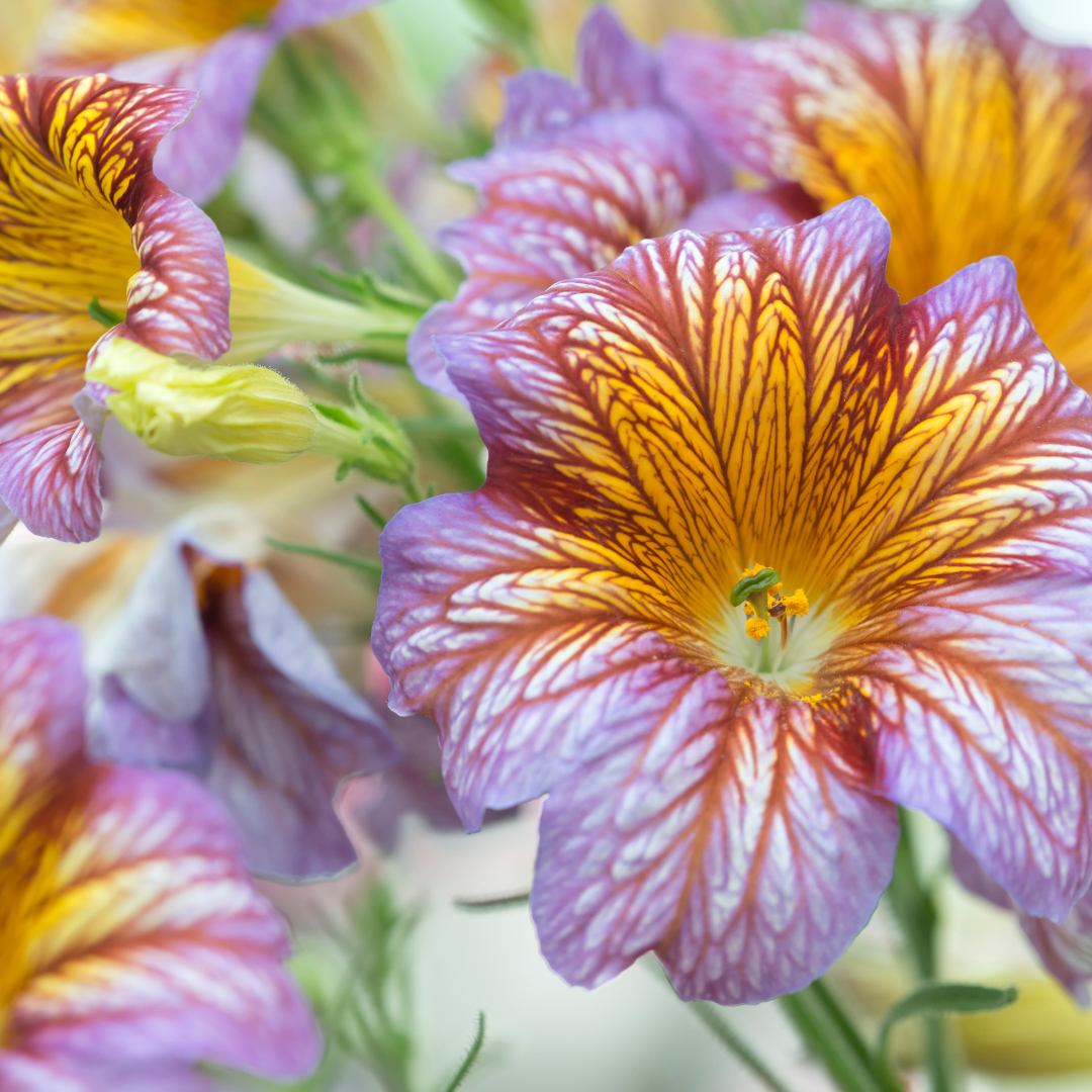 Trumpetblomma - Superbissima Mix