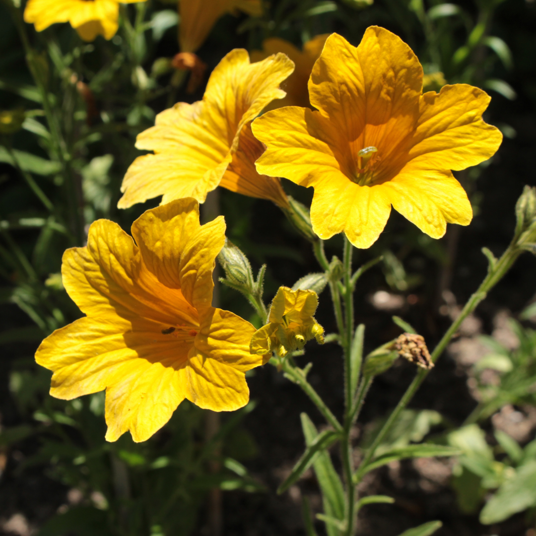 Trumpetblomma - Superbissima Mix - 3