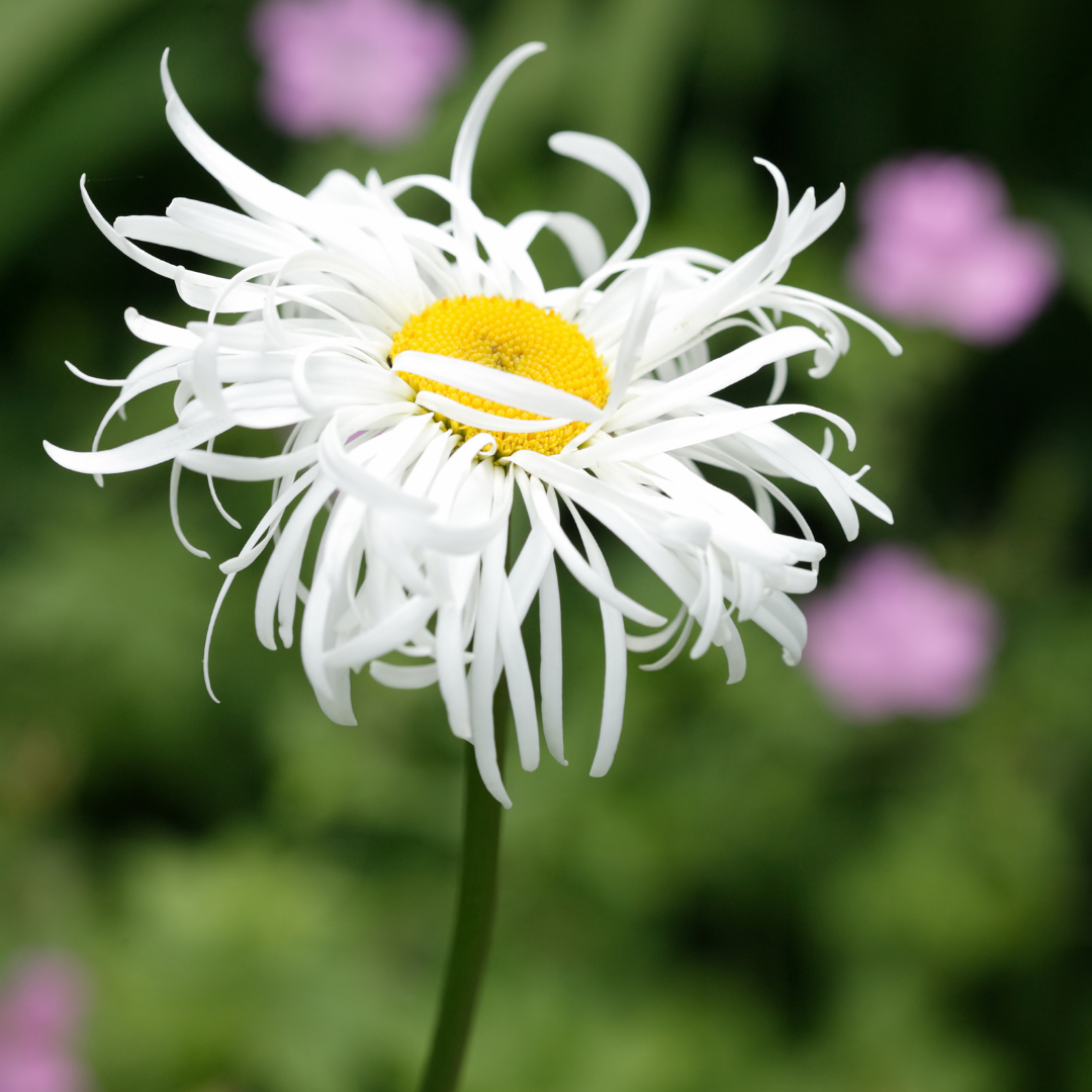 Jätteprästkrage - Crazy Daisy