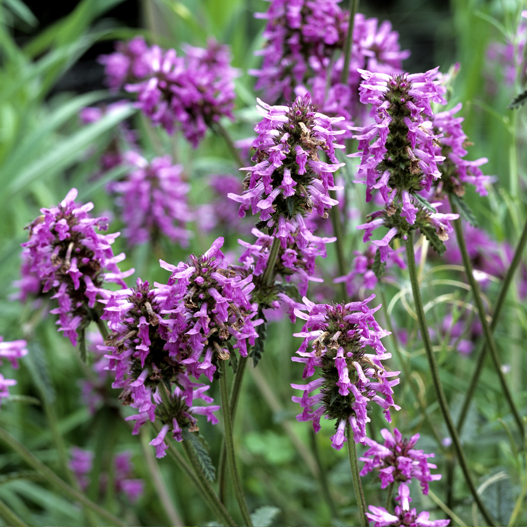 Humlesuga - Läkebetonika