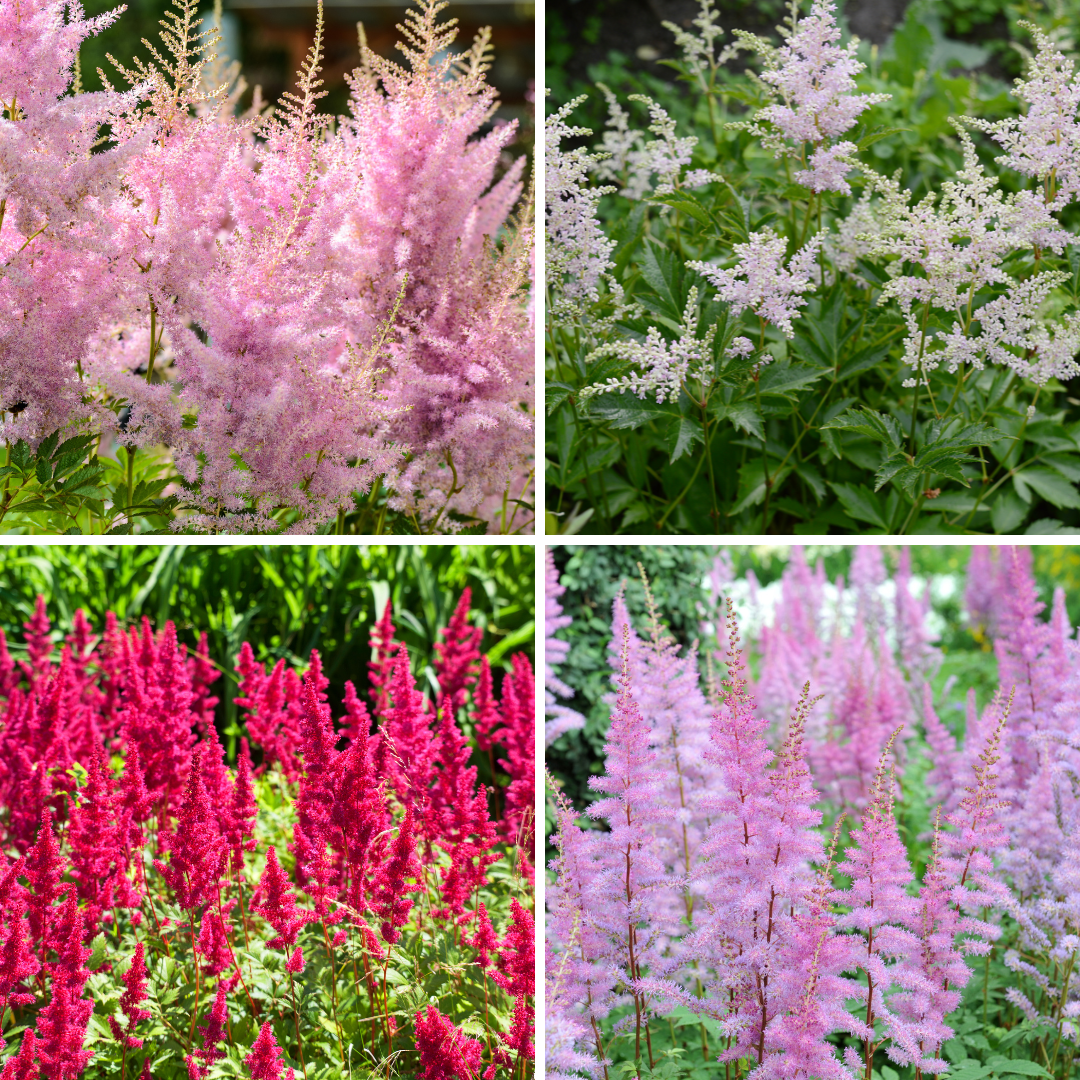 Astilbe - Hybrids Mix