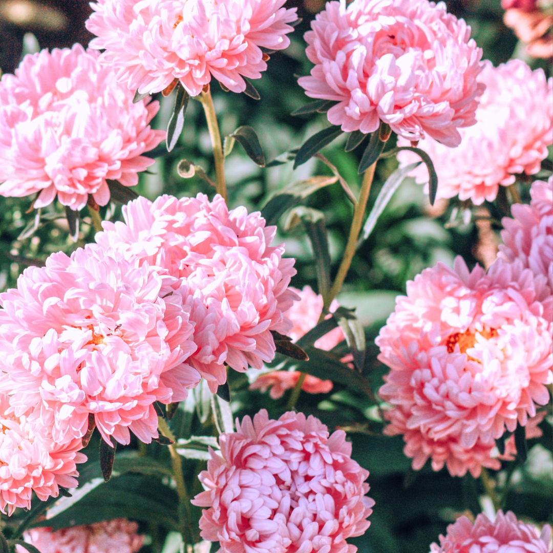 Sommaraster - Thousand Wonders Salmon Rose