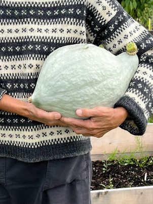 Vintersquash - Blue Hubbard