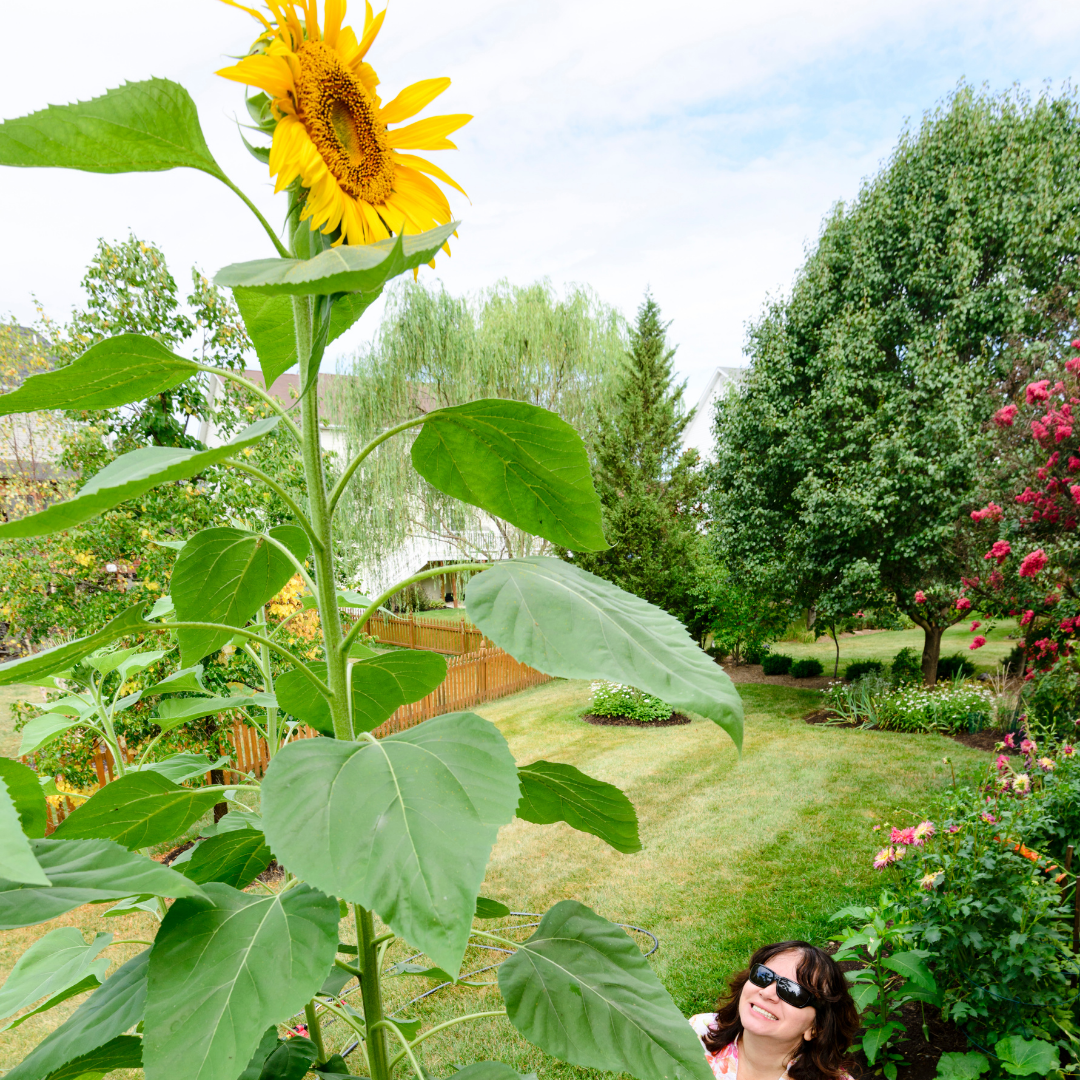 Jättesolros - Single Giant - Kultursort