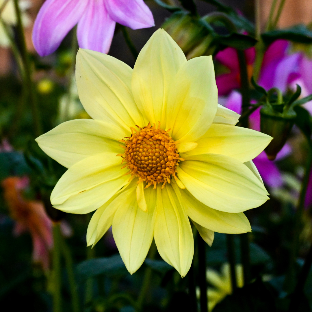 Dahlia - Mignon Yellow Shades