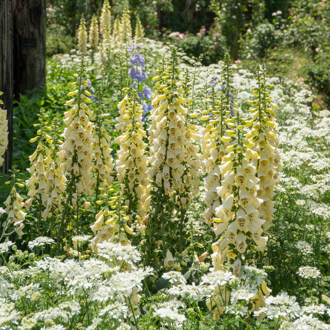 Fingerborgsblomma - Primrose Yellow