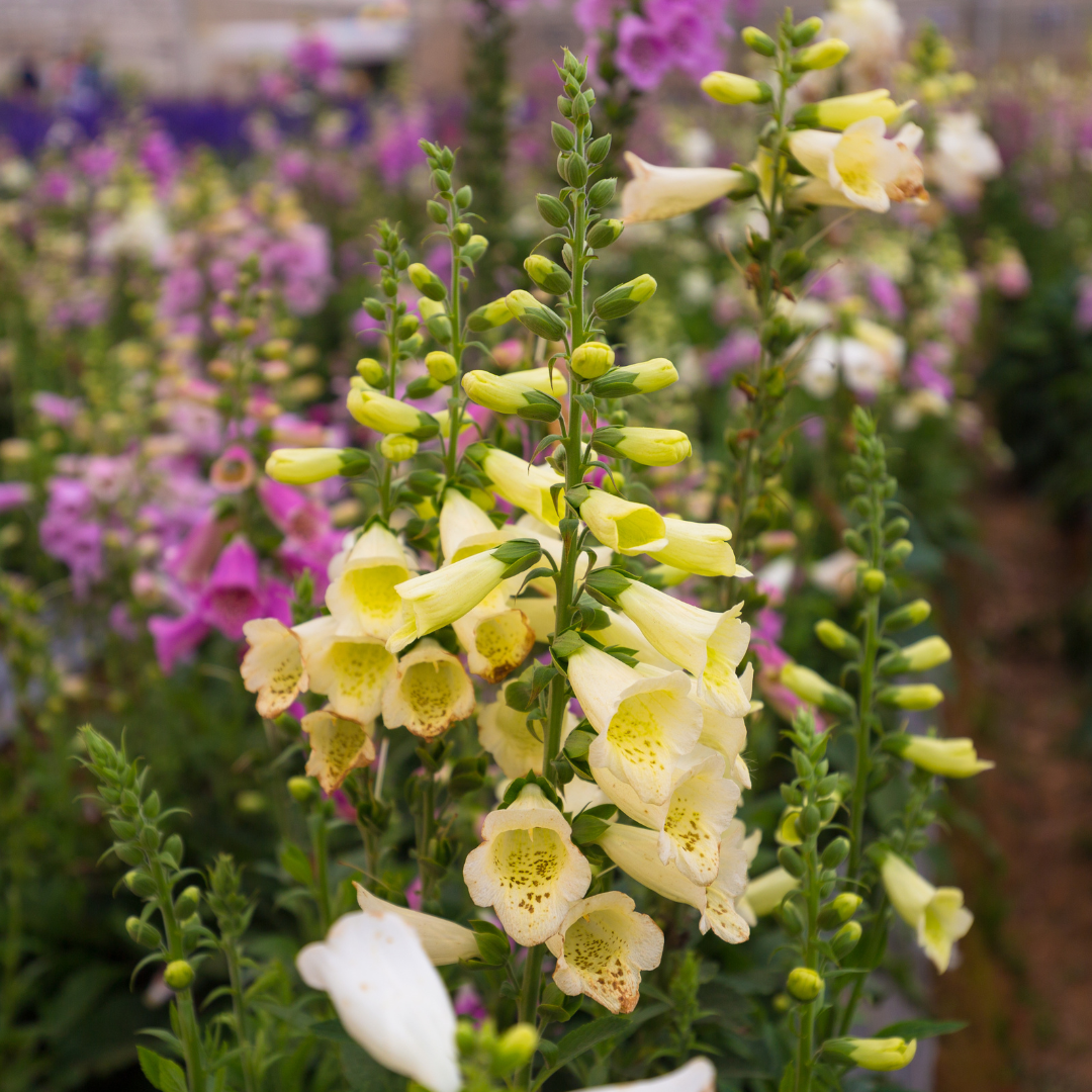 Fingerborgsblomma - Primrose Yellow