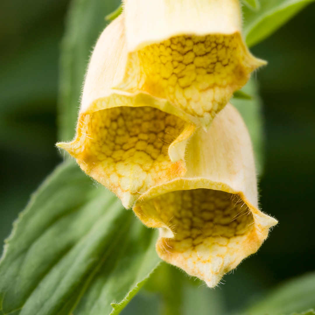 Fingerborgsblomma - Primrose Yellow - 3