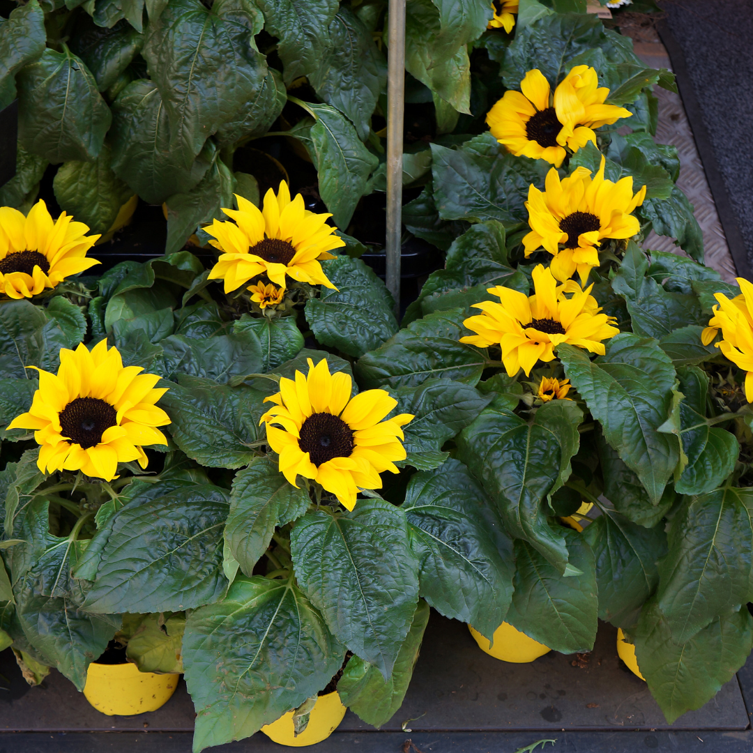 Dvärgsolros - Polino Cola