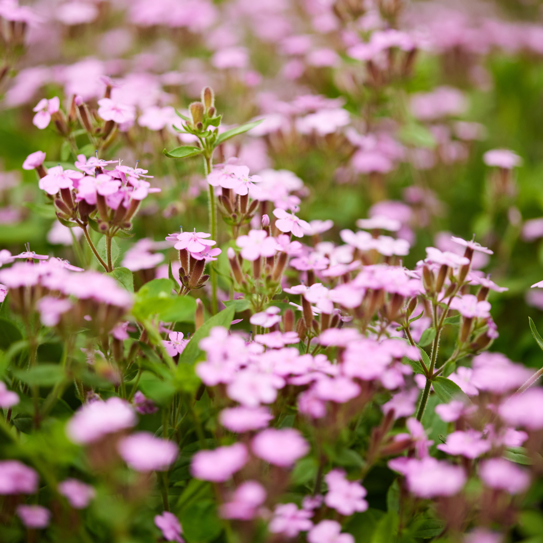 Såpnejlika - Pink Beauty