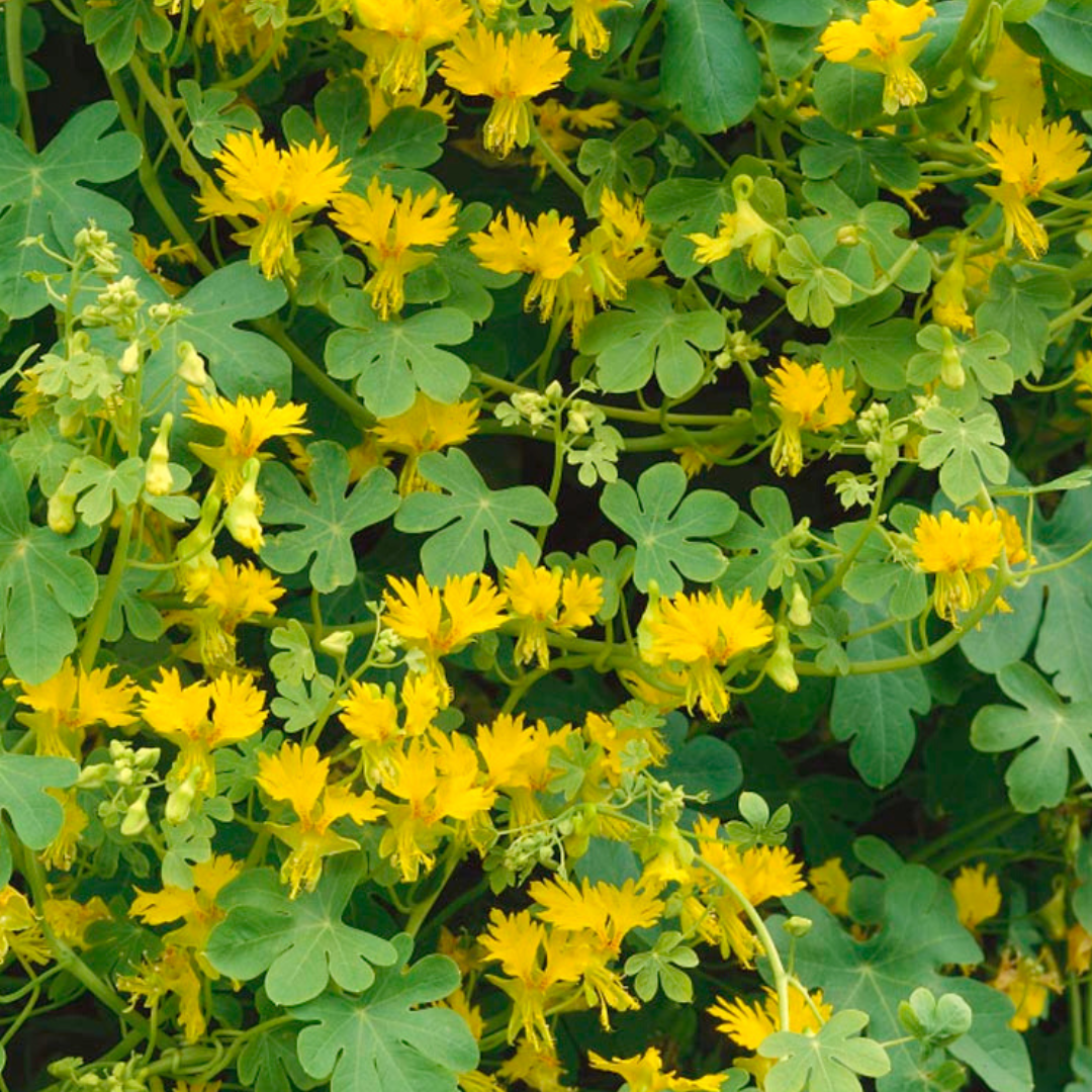 Fjärilskrasse - Canary Creeper