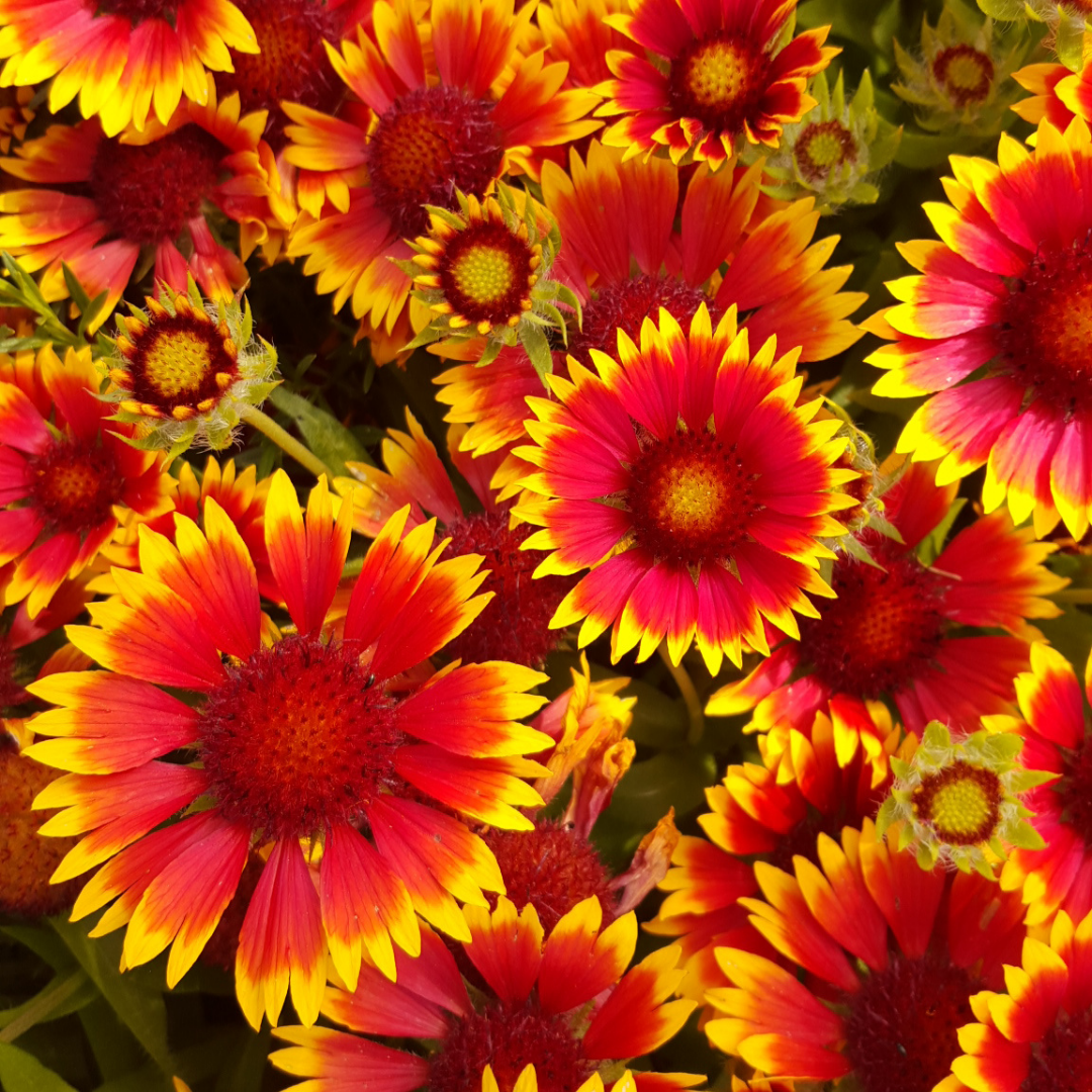 Kokardblomster - Goblin