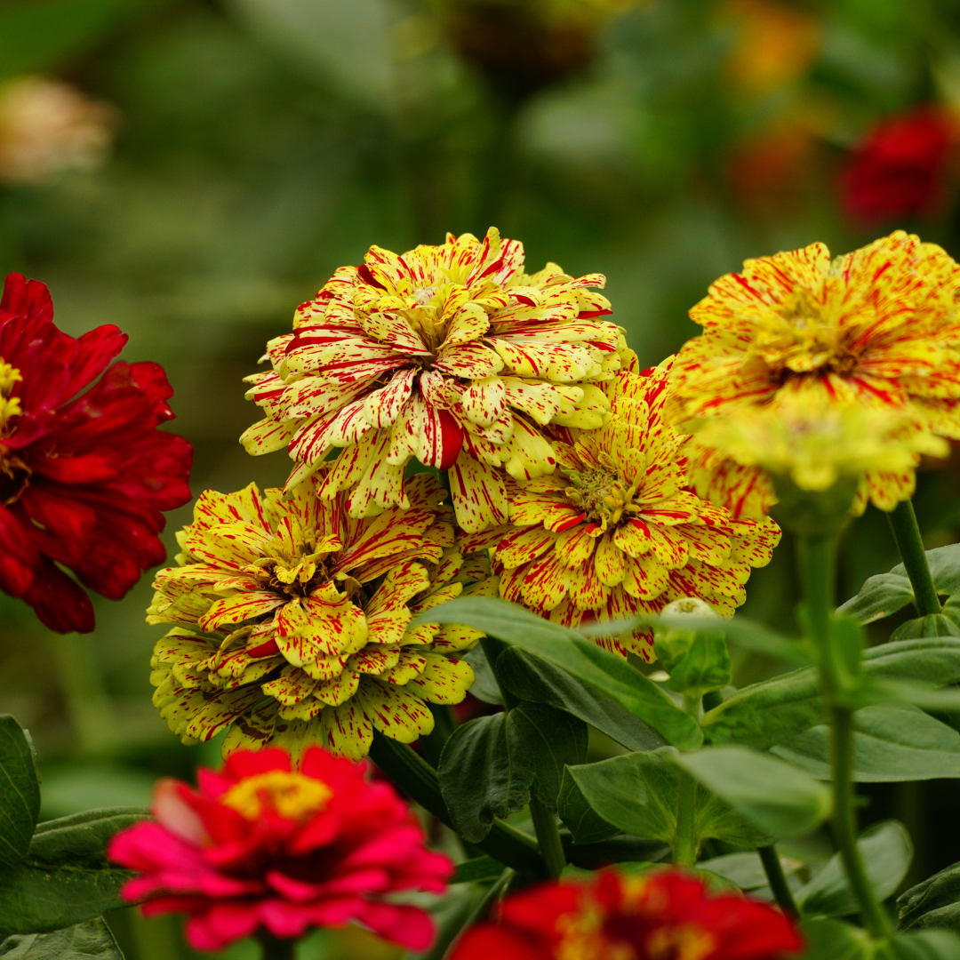 Zinnia - Peppermint Stick - 4