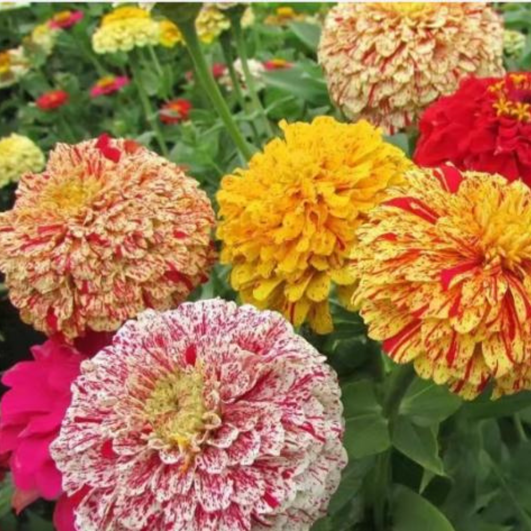 Zinnia - Peppermint Stick