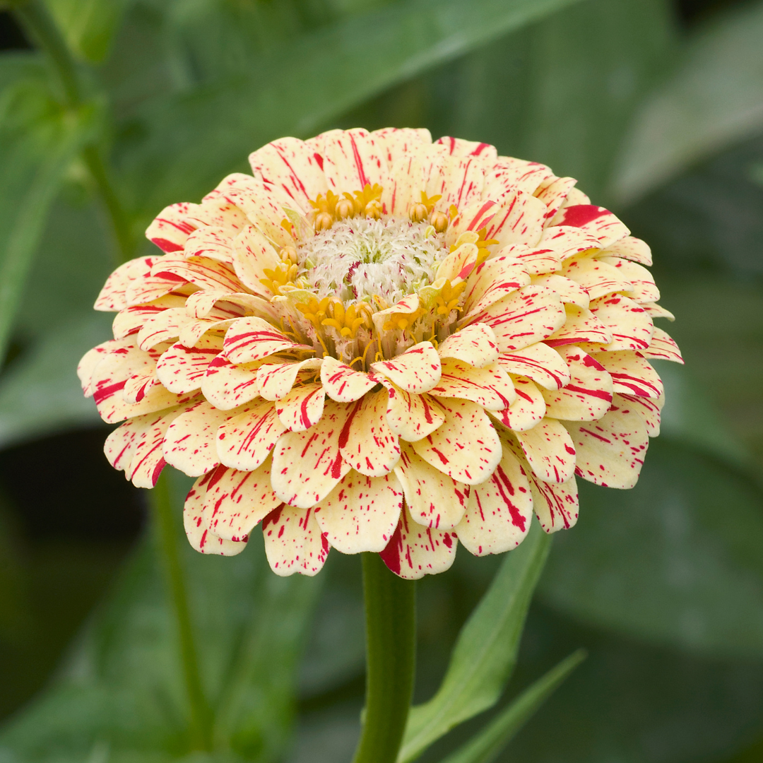Zinnia - Peppermint Stick - 3